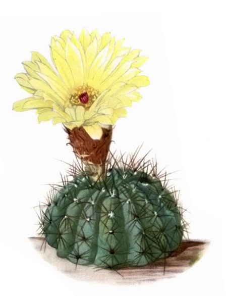 Parodia_ottonis.jpg