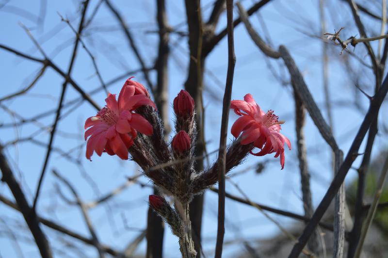 Peniocereus_viperinus.jpg