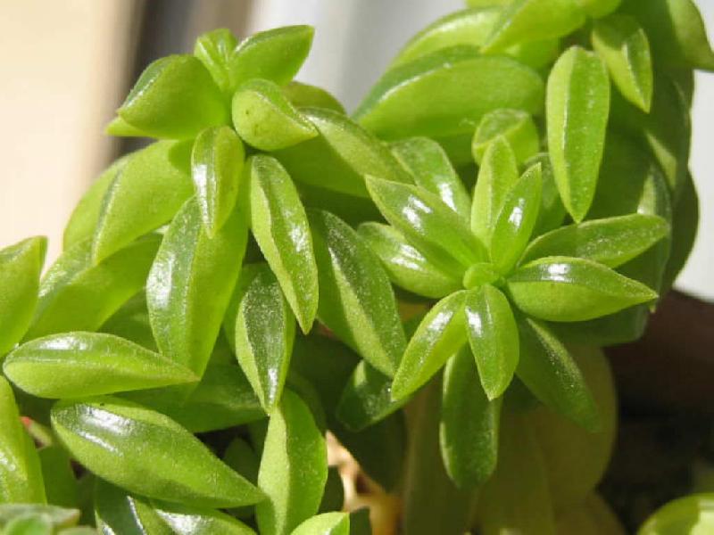 Peperomia-nivalis1.jpg