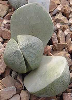 Pleiospilos_nelii.jpg