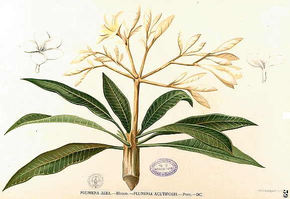 Plumeria_alba_Blanco.jpg