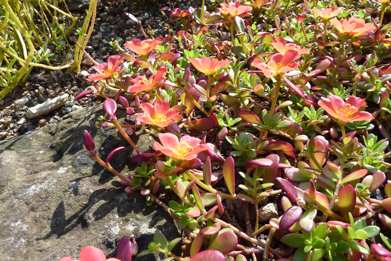 Portulaca_umbraticola2.jpg