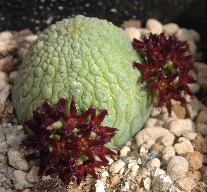 Pseudolithos_migiurtinus.jpg