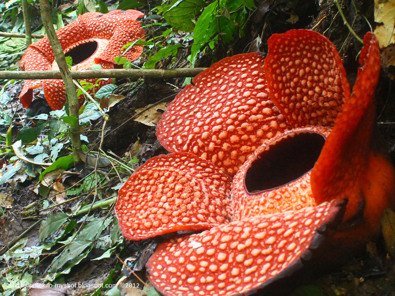 Rafflesia_arnoldii_Bengkulu_Sumatra_Indonesia.jpg