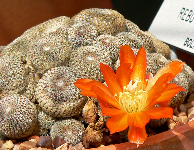 Rebutia_heliosa_1.jpg