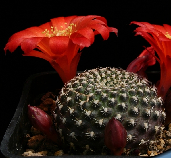 Rebutia_krainziana_sd_810.jpg