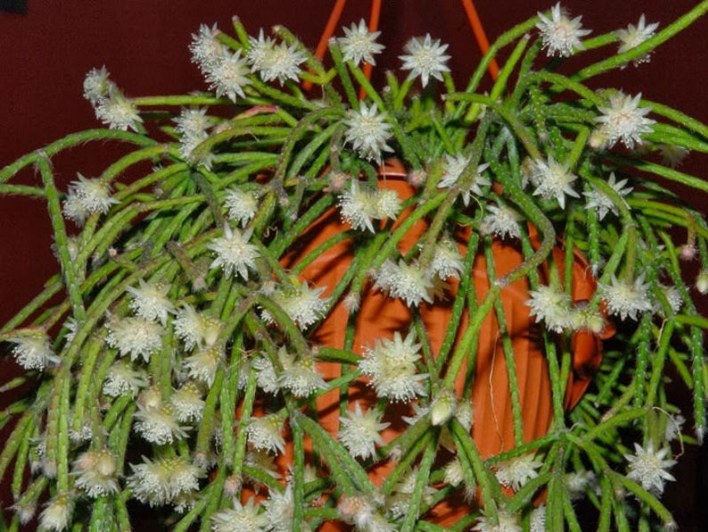 Rhipsalis_Pilocarpa.jpg