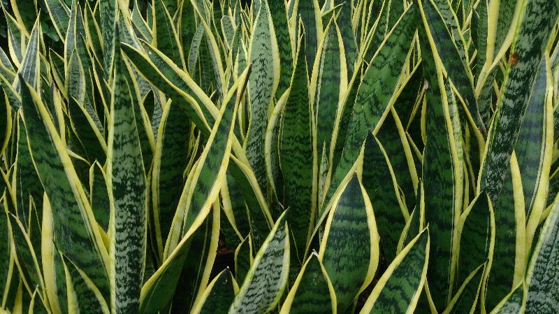 Sansevieria_trifasciata.jpg