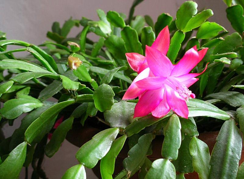 Schlumbergera_sp.__1.jpg