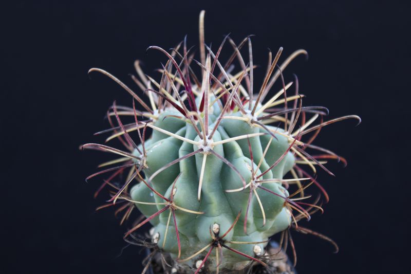 Sclerocactus-Glandulicactus_uncinatus_SB_252.jpg