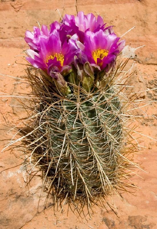 Sclerocactus_parviflorus.jpg