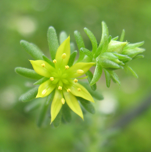 Sedum_multiceps_fl.jpg