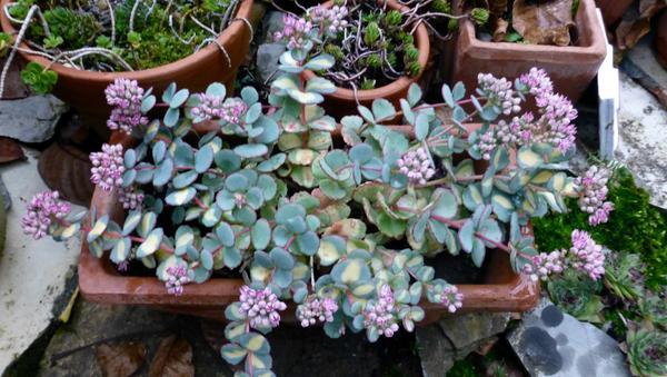 Sedum_sieboldii-1.jpg