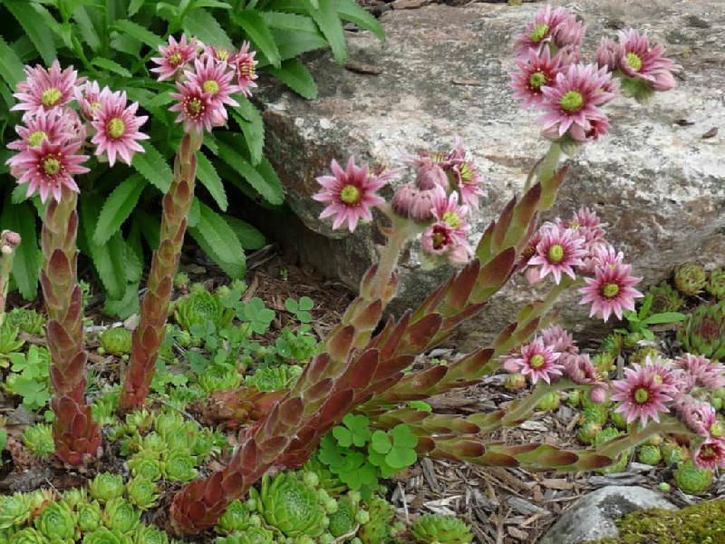 Sempervivum-tectorum_fl.jpg