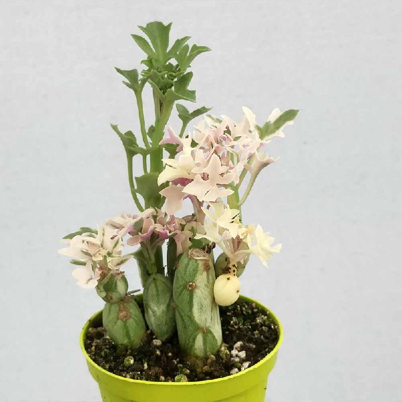 Senecio-articulatus-variegato.jpg