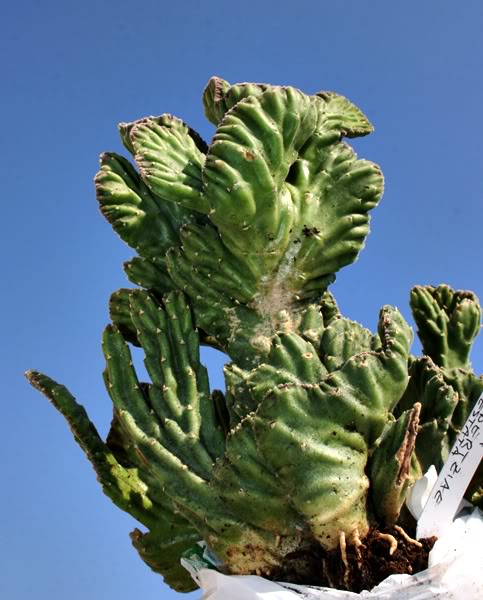 Stapelia_leendertziae_forma_cristata.jpg