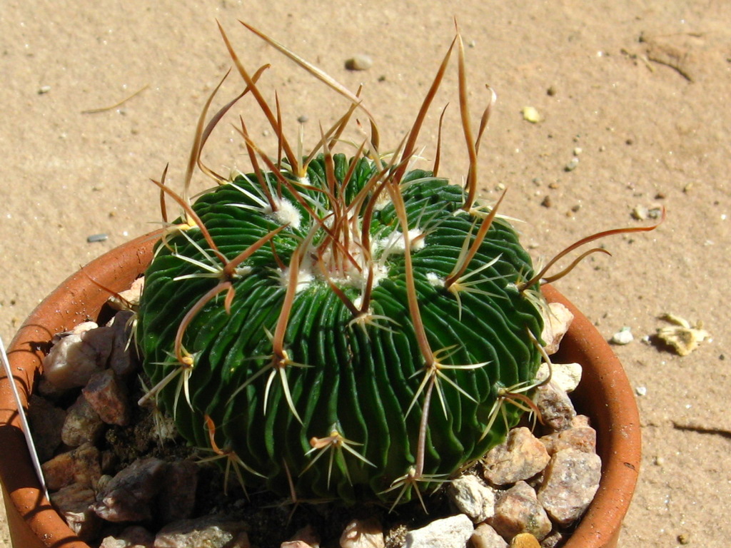 Stenocactus_multicostatus-side-1024.jpg