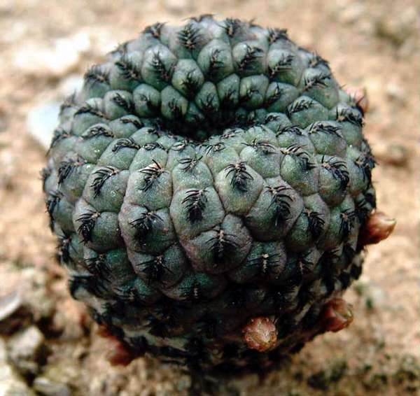 Sulcorebutia_rauschii2.jpg