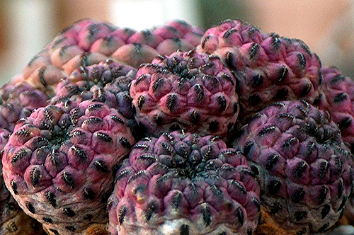 Sulcorebutia_rauschii24.jpg