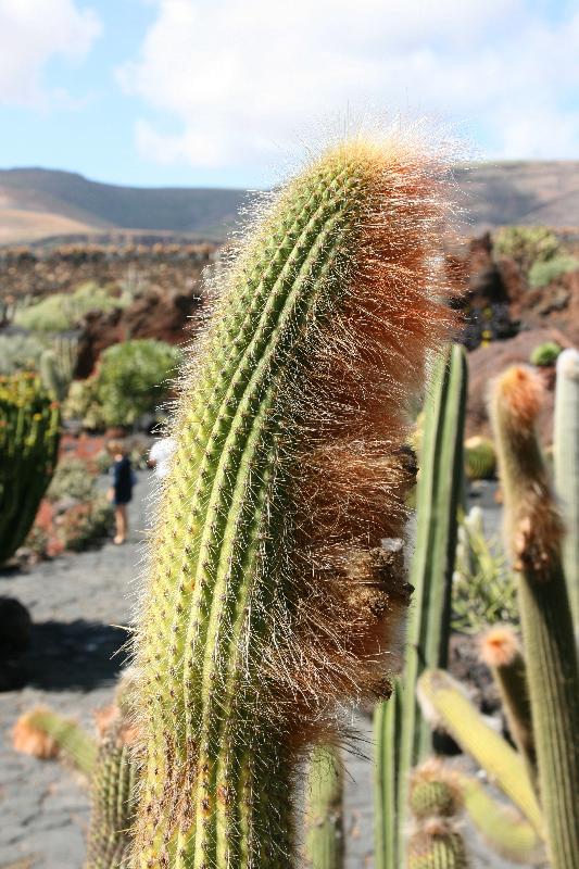 Teguise_Guatiza_-_Jardin_-_Espostoa.jpg