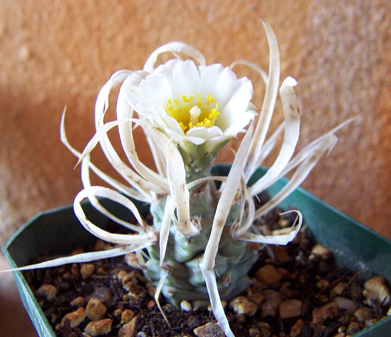 Tephrocactus_articulatus_var_papyracanthus03.jpg