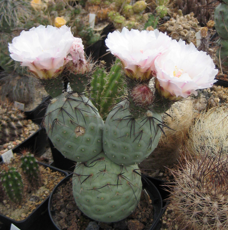 Tephrocactus_geometricus_01.jpg