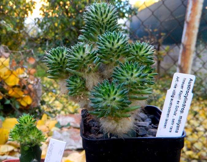 Tephrocactus_malyanus.jpg