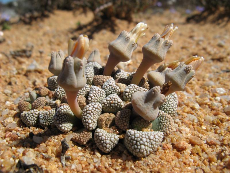 Titanopsis_primosii.jpeg