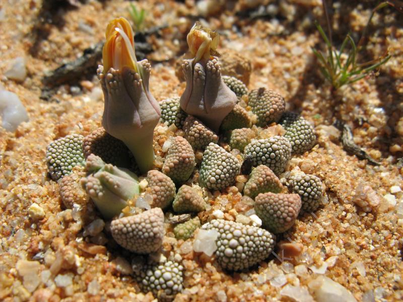 Titanopsis_primosii_2.jpeg