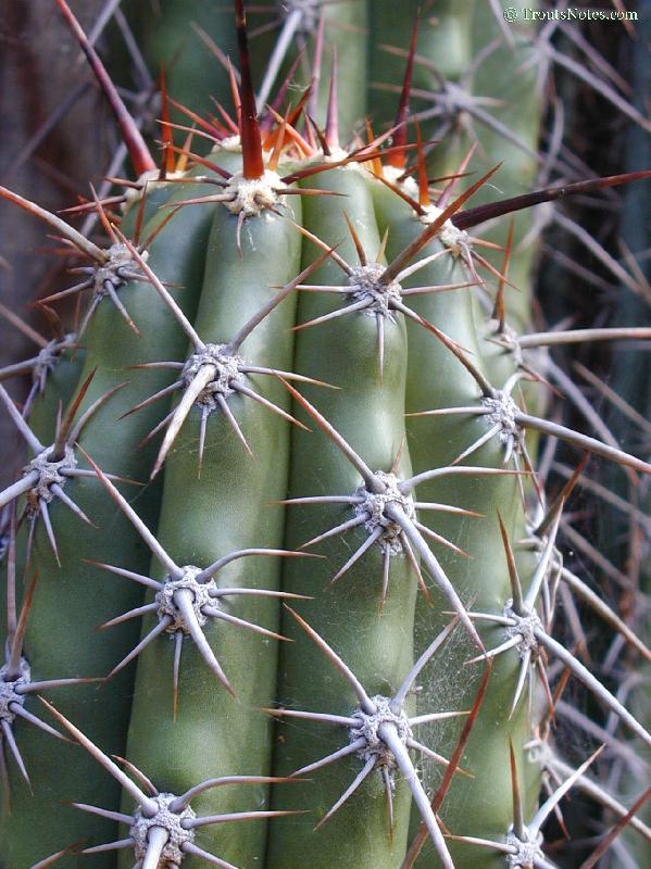 Trichocereus-werdermannianus.jpg