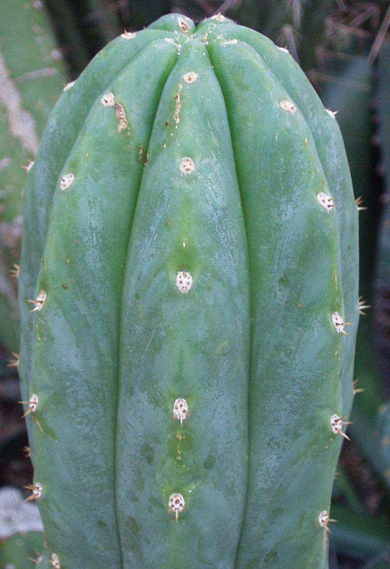 Trichocereus_pachanoi2.jpg