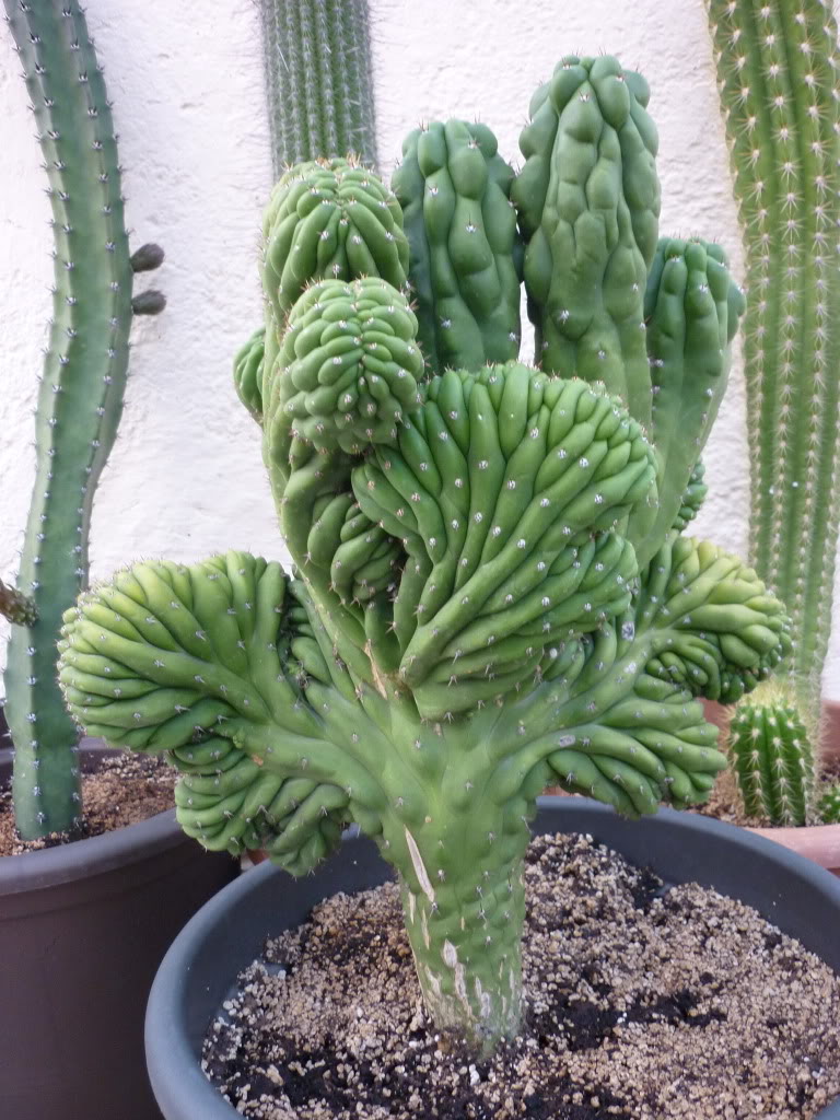 Trichocereus_pachanoi_crest.jpg