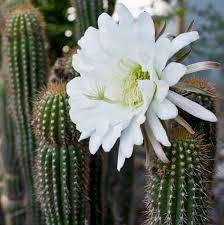 Trichocereus_spachianus.jpg