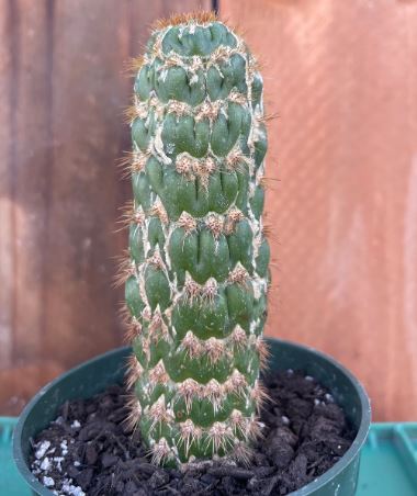 Trichocereus_spachianus_monster.jpg