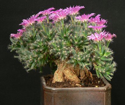 Trichodiadema_densum_1_0206.jpg