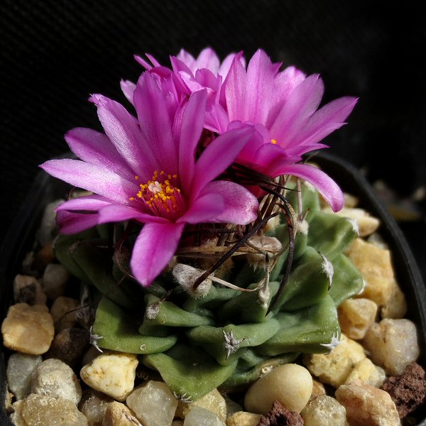 Turbinicarpus_alonsoi_09027_20140315.jpg