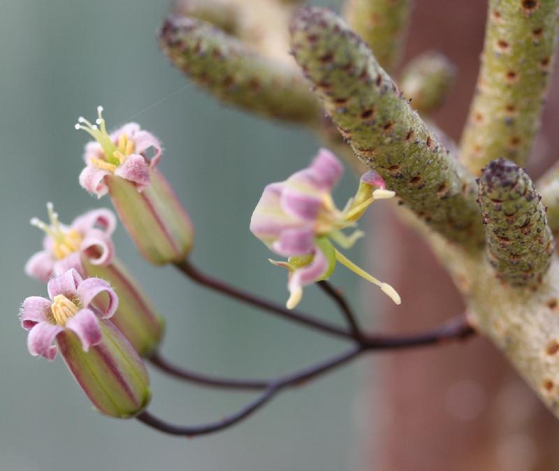 Tylecodon_buchholzianus_flower_Detail.jpg