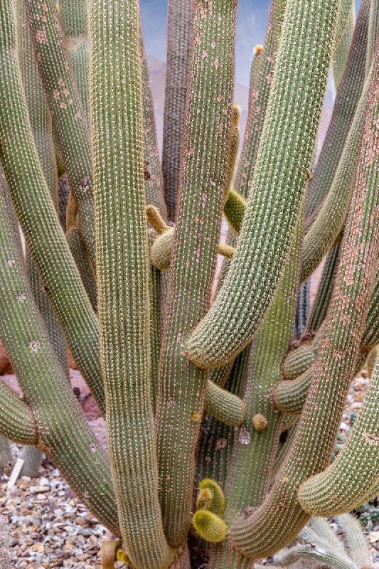 Weberbauerocereus_winterianus.jpg