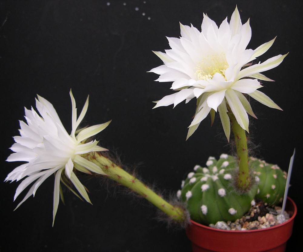 _Image02_Echinopsis_sp_2006015-vi.jpg