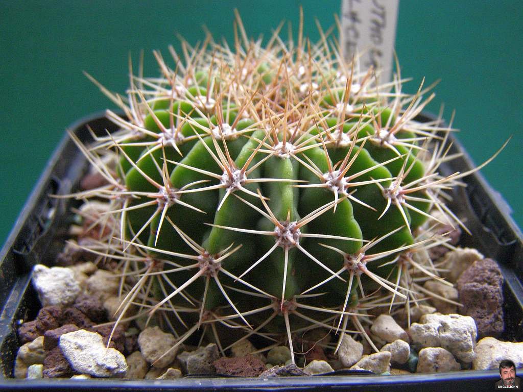 acanthocalycium-violaceum.jpg