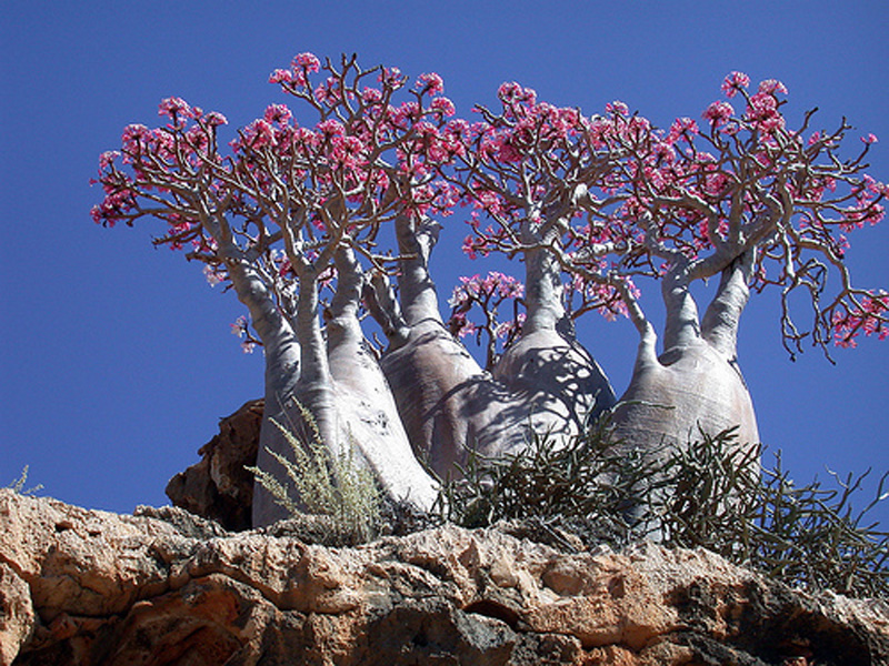 adenium2.jpg