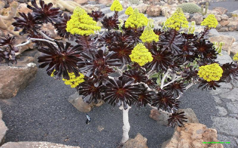 aeonium-arboreum-var-atropurpureum-z1-2030631.jpg