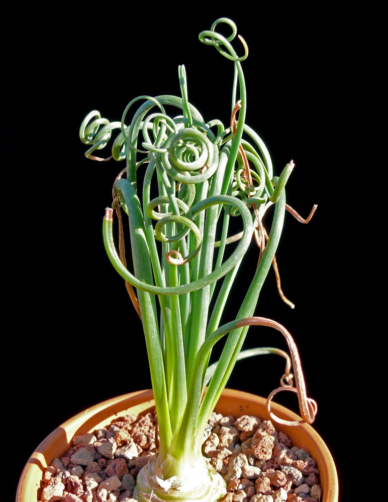 albuca_spiralis.jpg