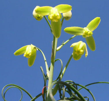 albuca_spiralis2_BA.jpg