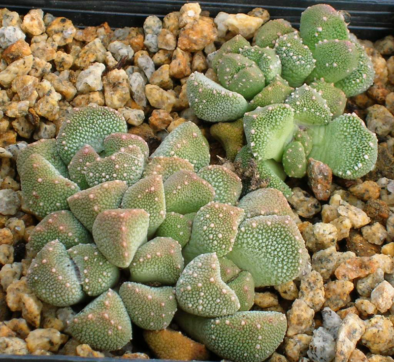 aloinopsis-luckhoffii-cm232-m.jpg