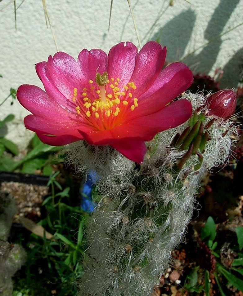 austrocylindropuntia-vestita.jpg