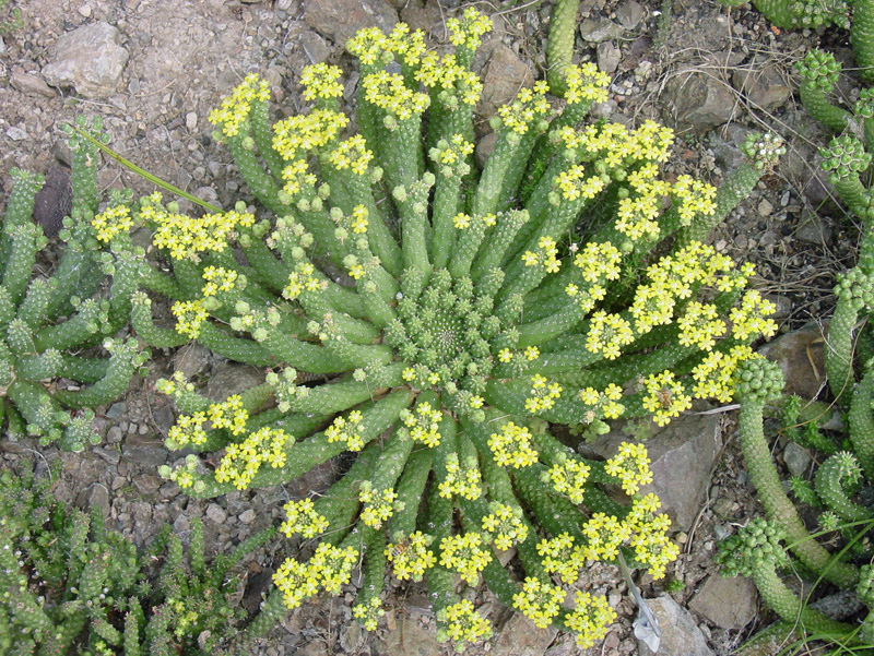 brian_kemble_euphorbia_inermis_189.jpg