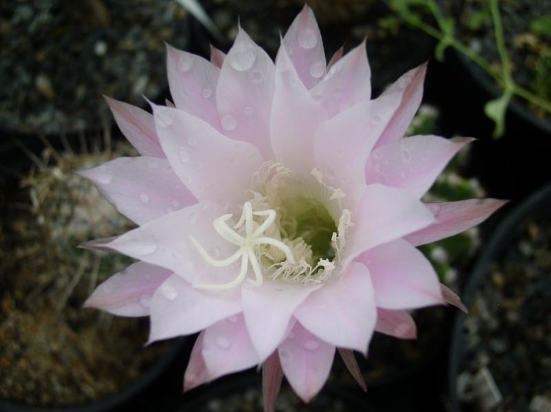 cactaceae-echinopsis-oxygona-10.jpg