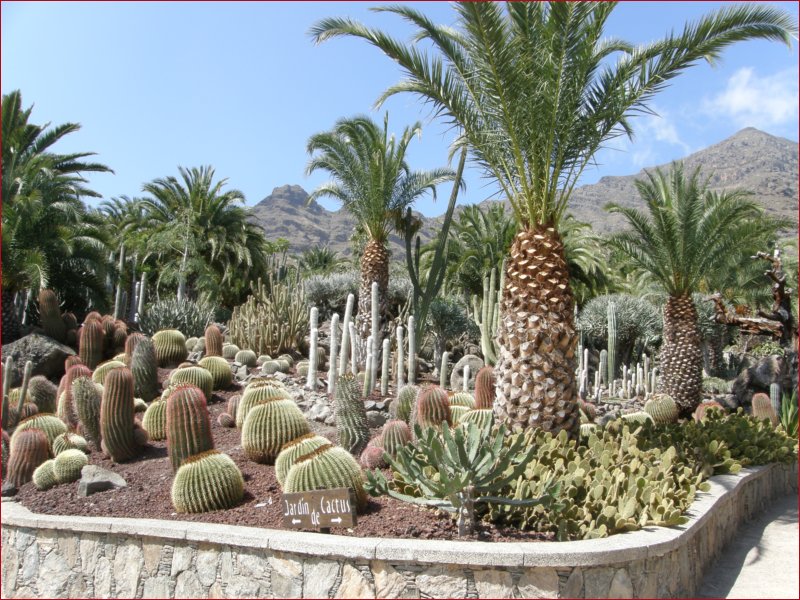 cactualdea-park-02.jpg