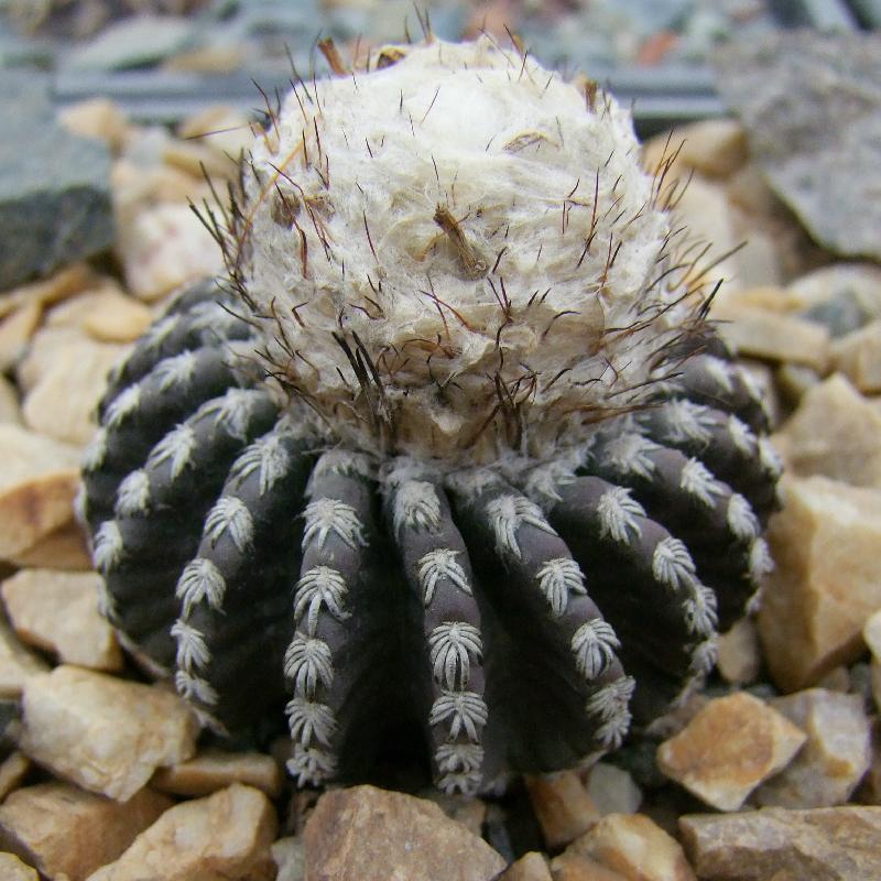 cactus-cactaceae-discocactus-horstii.jpg